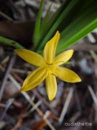 Curculigo orchioides flower9.jpg